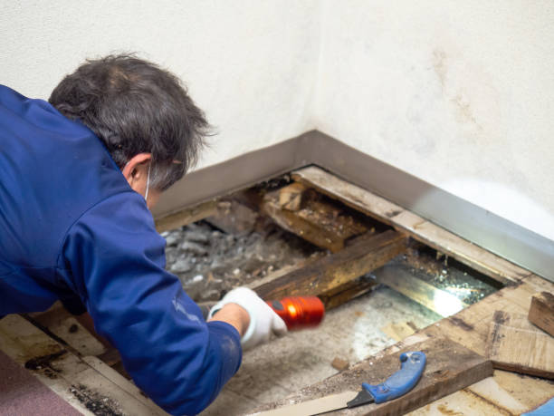 Crawl Space Mold Removal in Trenton, MI