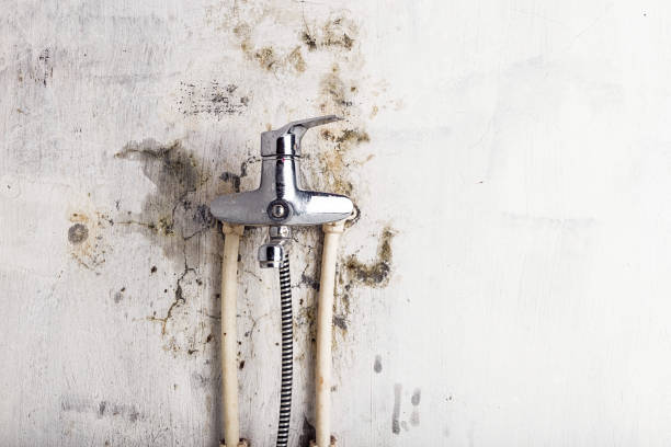 Best Mold Removal Near Me  in Trenton, MI