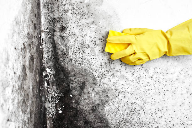 Best Professional Mold Removal  in Trenton, MI