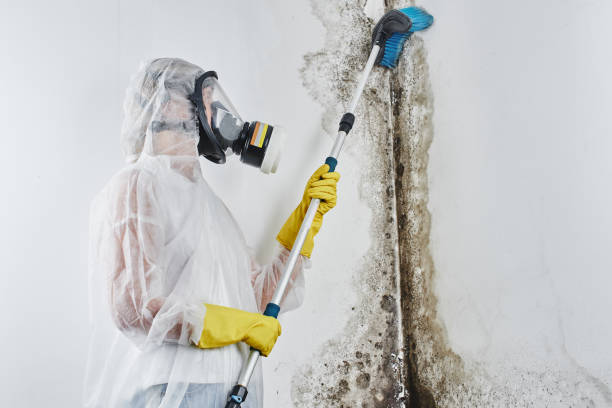 Best Toxic Mold Removal  in Trenton, MI