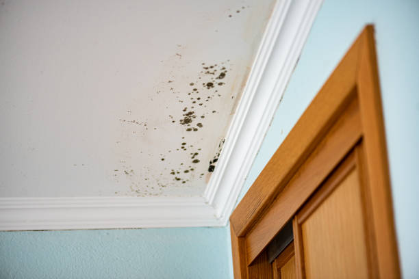 Professional Mold Removal in Trenton, MI