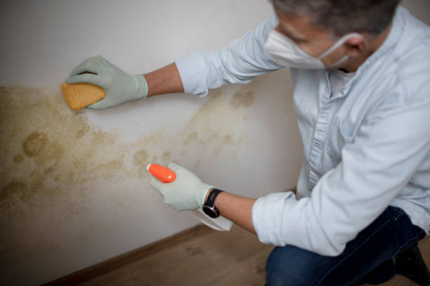 Best Crawl Space Mold Removal  in Trenton, MI