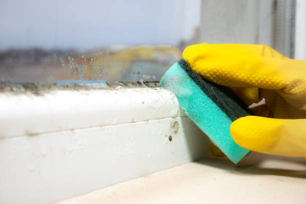 Best Mold Removal Process  in Trenton, MI
