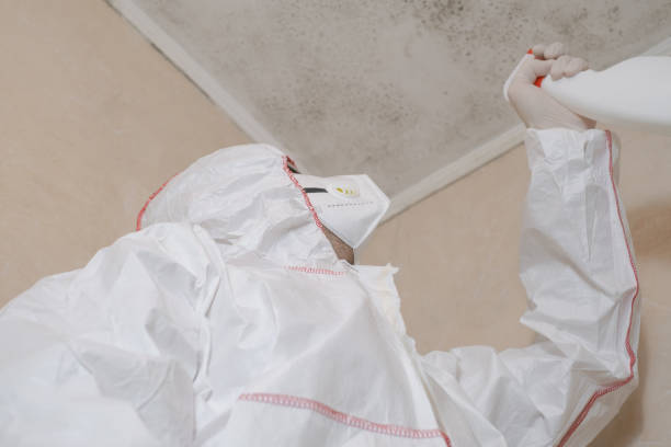 Best Fast Mold Removal  in Trenton, MI