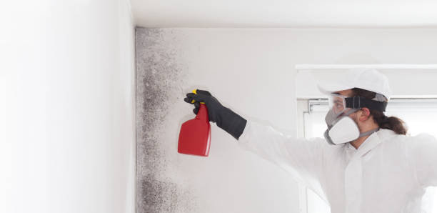 Best Commercial Mold Removal  in Trenton, MI