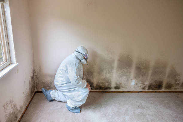 Best Best Mold Removal Companies  in Trenton, MI