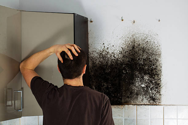 Best Mold Damage Repair  in Trenton, MI