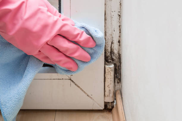Best Mold Testing  in Trenton, MI