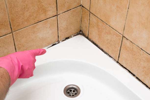 Best Affordable Mold Removal  in Trenton, MI