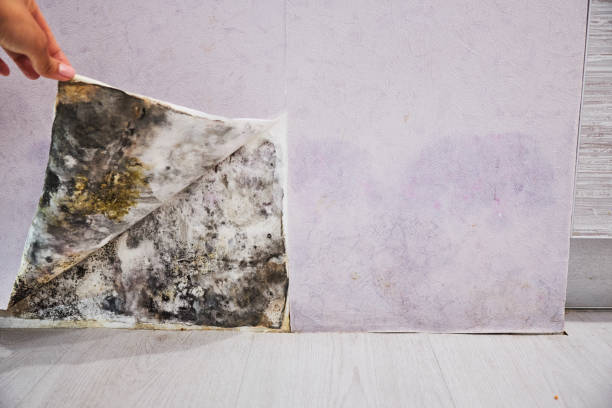 Best Water Damage Restoration  in Trenton, MI